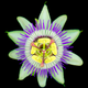 Illustration for article titled Artist uses NASA technology to capture the cosmic beauty of flowers in extreme detail